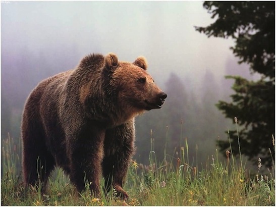 Montana State Animal, Grizzly Bear, video and pictures
